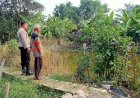 Cegah-Krisis-Pangan,-Bhabinkamtibmas-Desa-Kalipecabean-Cek-Ketahanan-Pangan-Program-P2B