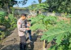 Polsek-Taman-Polresta-Sidoarjo-Pacu-Ketahanan-Pangan-Lewat-Tanaman-Pepaya