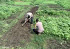 Bhabinkamtibmas-Tinjau-Lahan-Sayur,-Dorong-Swasembada-Pangan-Warga-Sidoarjo