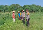 Polsek-Tulangan-Monitoring-Tanaman-Jagung-Dukung-Ketahanan-Pangan-di-Desa-Kemantren