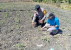 Polsek-Taman-Patroli-dan-Pantau-Lahan-Jagung-untuk-Dukung-Ketahanan-Pangan