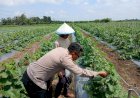 Polsek-Tarik-Monitoring-Kegiatan-Ketahanan-Pangan-Kepada-Petani-Melon-di-Desa-Gampingrowo-Kec.-Tarik.