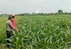Sinergi-Polsek-Wonoayu-dan-Petani-Optimalkan-Lahan-Jagung,-Perkuat-Program-Swasembada-Pangan