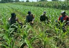 Polsek-Balongbendo-Kawal-Panen-Jagung-Hibrida,-Dukung-Ketahanan-Pangan-Nasional-dan-Swasembada-Pangan-2026