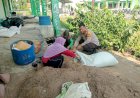Dukung-Ketahanan-Pangan,-Polsek-Sidoarjo-Kota-Dampingi-Petani-Rawat-Jagung