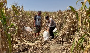 Polisi-Dampingi-Panen-Jagung-3-Hektar,-Perkuat-Ketahanan-Pangan-di-Prambon