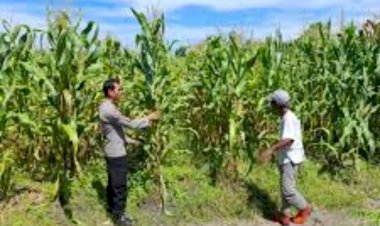 Polsek-Jabon-Pantau-Perkembangan-Tanaman-Jagung-di-Tambak-Kalisogo,-Perkuat-Ketahanan-Pangan