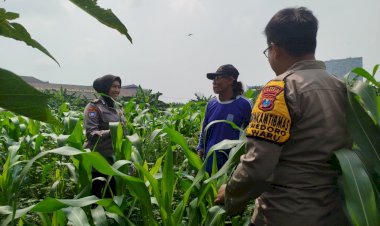 Bhabinkamtibmas-Polsek-Waru-Pantau-Pertumbuhan-Jagung-di-Bungurasih,-Dukung-Swasembada-Pangan-Nasional