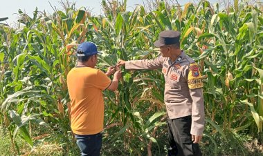 Jalin-Kedekatan-dengan-Petani,-Anggota-Polsek-Tarik-Patroli-dan-Pantau-Lahan-Jagung-untuk-Ketahanan-Pangan