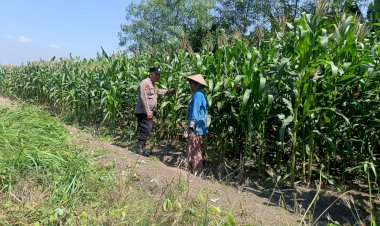Polsek-Candi-Dukung-Ketahanan-Pangan-Lewat-Jagung