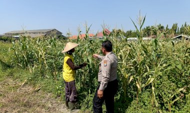 Bhabinkamtibmas-Sidoarjo-Kota-Pantau-Jagung-Lebo