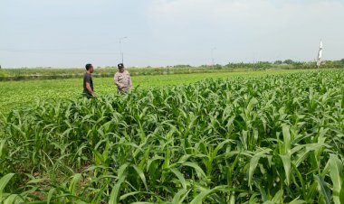 Maksimalkan-Hasil-Panen,-Bhabinkamtibmas-Polsek-Wonoayu-dan-Petani-Pantau-Perkembangan-Tanaman-Jagung
