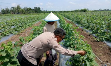 Polsek-Tarik-Monitoring-Kegiatan-Ketahanan-Pangan-Kepada-Petani-Melon-di-Desa-Gampingrowo-Kec.-Tarik.
