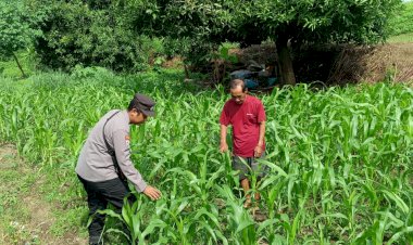 Bhabinkamtibmas-Desa-Trompoasri-Pantau-Pertumbuhan-Jagung,-Wujud-Jalankan-Ketahanan-Pangan