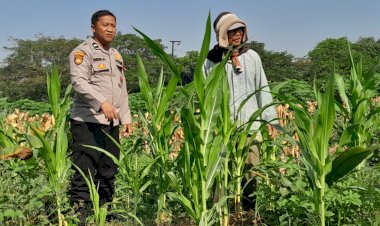 Kawal-Asta-Cita-Prabowo,-Polisi-Sidoarjo-Turun-ke-Ladang-Jagung-Krian-demi-Swasembada-Pangan