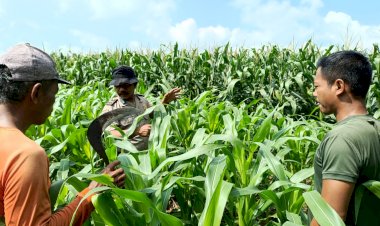 Polisi-Bersama-Petani-di-Balongbendo-Kelola-21-Hektare-Lahan-Jagung-Hibrida,-Wujud-Dukungan-Ketahanan-Pangan