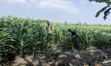 Polsek-Krembung-Perkuat-Ketahanan-Pangan,-Rawat-Lahan-Jagung-Program-P2B-di-Desa-Lemujut