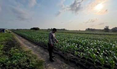 Polsek-Prambon-Pantau-Jagung-Desa-Bulang-Jelang-Tahap-Pemupukan