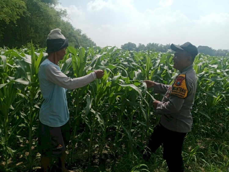 Polsek Balongbendo Tinjau Lahan Jagung, Dukung Swasembada Pangan di Sidoarjo