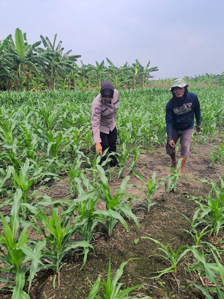 Polsek Gedangan bersama Petani Desa Punggul, Siap Optimalkan Panen Jagung