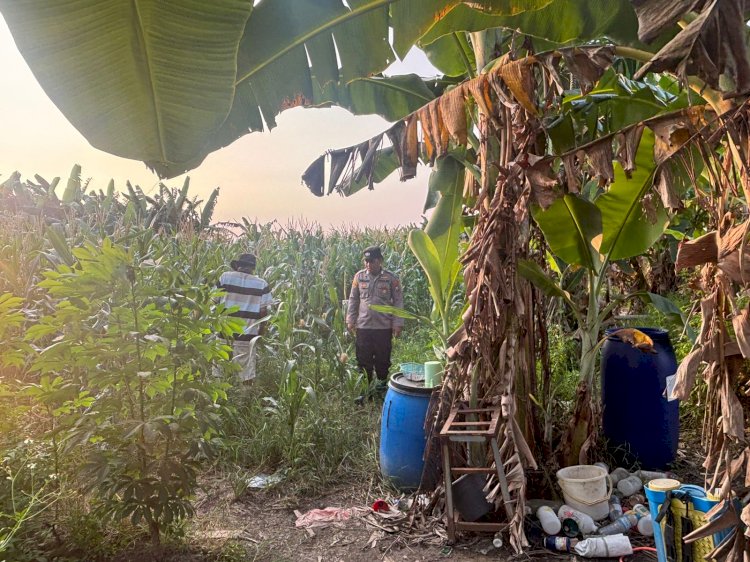 Tanaman Jagung Mulai Berbuah, Polsek Gedangan Intensifkan Pendampingan Ketahanan Pangan