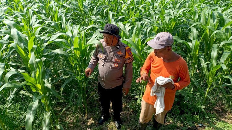 Perkuat Swasembada Pangan di Sidoarjo, Polsek Balongbendo Pantau Perkembangan Tanaman Jagung Hibrida