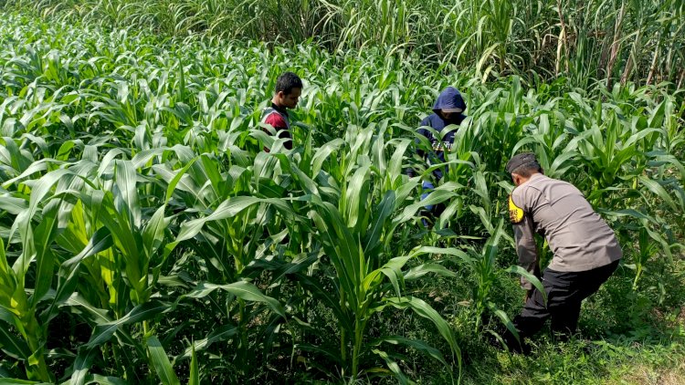Polisi Pantau Lahan Jagung 21 Hektare di Balongbendo