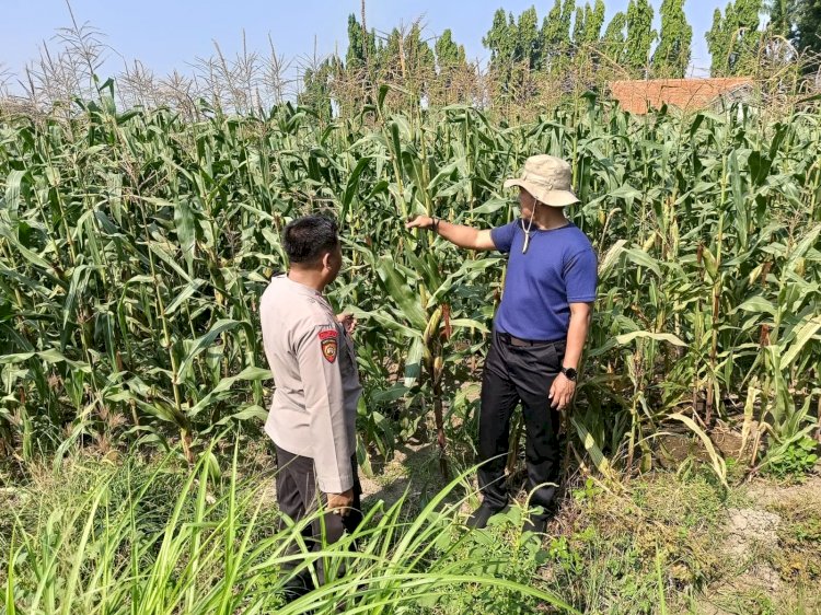 Kolaborasi Polisi dengan Petani Rawat Tanaman Jagung untuk Swasembada Pangan