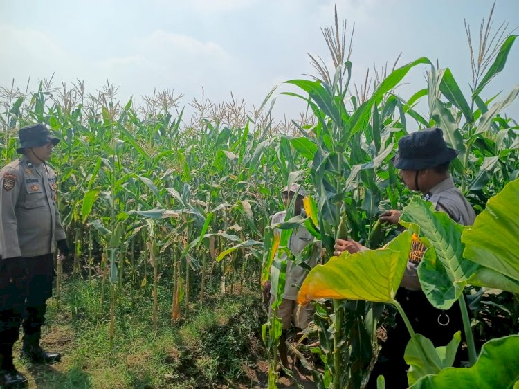 Dukung Swasembada Pangan, Anggota Polsek Balongbendo Tinjau Tanaman Jagung Hibrida di Desa Singkalan