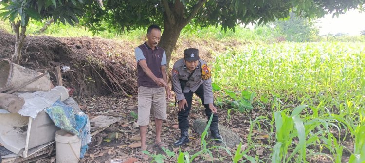 Polsek Jabon Pantau Jagung di Desa Kupang, Petani Bersiap Lakukan Pemupukan