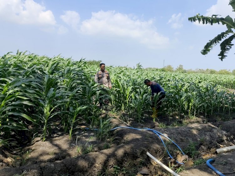 Polsek Krembung Perkuat Ketahanan Pangan, Rawat Lahan Jagung Program P2B di Desa Lemujut
